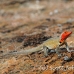 lizard_lava_galapagos_bar_h_0213_ecu0592.jpg